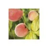 4-5ft 'Lacrima' Weeping Patio Peach Tree| SJA Semi Vigorous Rootstock | Bare Root 1 4-5ft 'Lacrima' Weeping Patio Peach Tree| SJA Semi Vigorous Rootstock | Bare Root -FruitSprout Shop TR1013BR main image 3cd7