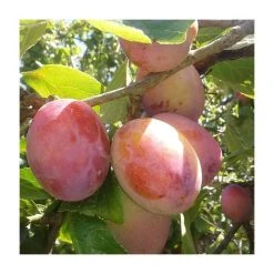 6ft 'Victoria' Plum Tree | SJA Semi Vigorous Rootstock | Bare Root Maiden | By Frank P Matthews™ -FruitSprout Shop TR1054 add image 2 b20f