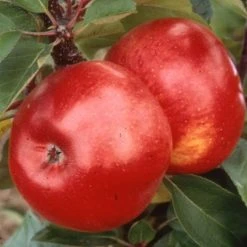Malus 'Ballerina Flamenco®' | Apple Tree -FruitSprout Shop TR1100 add image 1 f33c