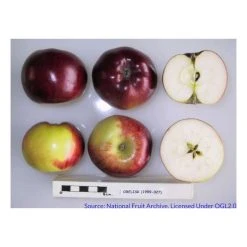 Malus 'Ballerina Flamenco®' | Apple Tree -FruitSprout Shop TR1100 add image 2 b9df