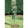 Malus 'Ballerina Flamenco®' | Apple Tree -FruitSprout Shop TR1100 main image 2d3a