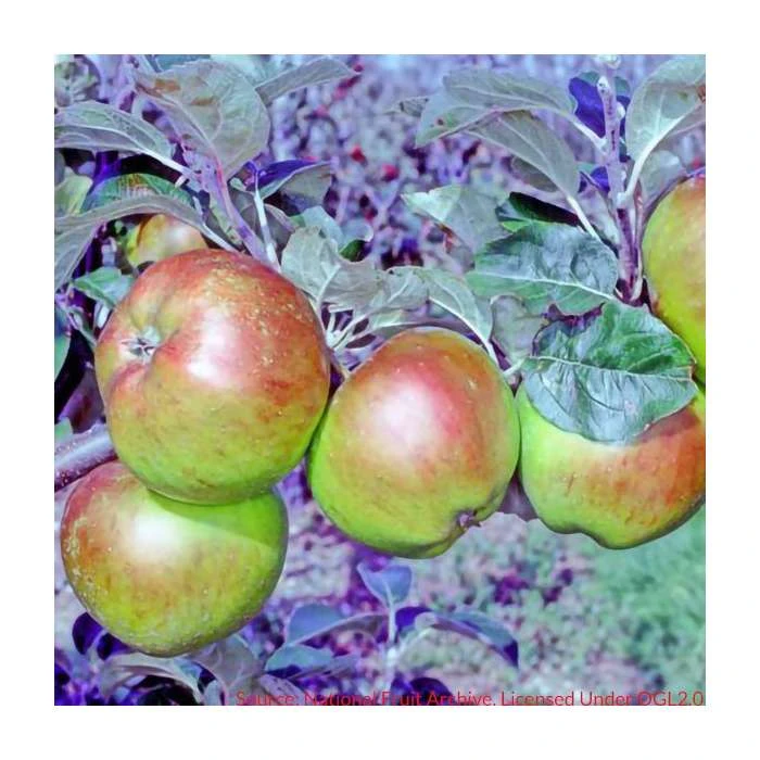 Malus 'Scotch Bridget' | Apple Tree 4 Malus 'Scotch Bridget' | Apple Tree - Image 2