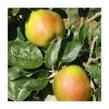 Malus 'Scotch Bridget' | Apple Tree -FruitSprout Shop TR1105 main image 1798