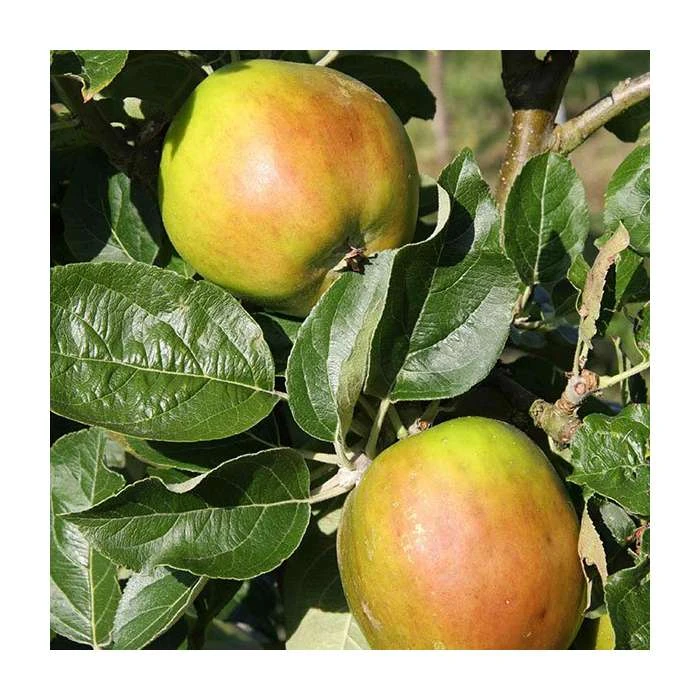Malus 'Scotch Bridget' | Apple Tree 3 Malus 'Scotch Bridget' | Apple Tree