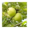 Malus 'Michelin' | Apple Tree -FruitSprout Shop TR1120 main image c487