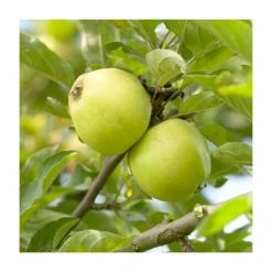 Malus 'Michelin' | Apple Tree