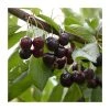 5ft 'Black Oliver' Cherry Tree | F.12.1 Very Vigorous Rootstock | Bare Root | By Frank P Matthews™ 2 5ft 'Black Oliver' Cherry Tree | F.12.1 Very Vigorous Rootstock | Bare Root | By Frank P Matthews™ -FruitSprout Shop TR1142 main image 60a3