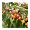 5ft 'Amber Heart' Cherry Tree | F.12.1 Very Vigorous Rootstock | Bare Root | By Frank P Matthews™ -FruitSprout Shop TR1144 main image 884c