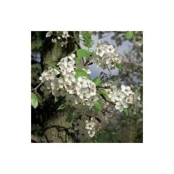 Pyrus calleryana 'Chanticleer' -FruitSprout Shop TR1275 add image 3 437e