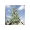Pyrus calleryana 'Chanticleer' -FruitSprout Shop TR1275 main image ec52