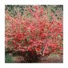 Chaenomeles speciosa | Japanese Quince | Bare Root | 20-50cm 1 Chaenomeles speciosa | Japanese Quince | Bare Root | 20-50cm -FruitSprout Shop TR1306 main image 0a27