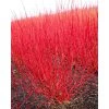 0.6-1.6ft Red Stemmed Dogwood | Bare Root | Cornus Alba -FruitSprout Shop TR1307 main image e3f0