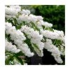 0.6-1.6ft Deutzia Scabra | Bare Root -FruitSprout Shop TR1308 main image e25a