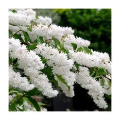 0.6-1.6ft Deutzia Scabra | Bare Root