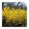 0.6-1.6ft 'Spectabilis' Golden Bells | Bare Root | Forsythia Intermedia -FruitSprout Shop TR1309 main image c888