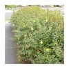 0.6-1.6ft St John's Wort | Bare Root | Hypericum Inodorum -FruitSprout Shop TR1310 main image 5735