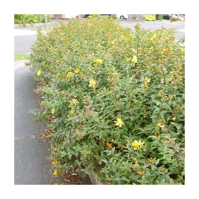 0.6-1.6ft St John's Wort | Bare Root | Hypericum Inodorum 3 0.6-1.6ft St John's Wort | Bare Root | Hypericum Inodorum