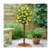 0.6-1.6ft Cinquefoil | Bare Root | Potentilla Fruticosa -FruitSprout Shop TR1313 main image b07b