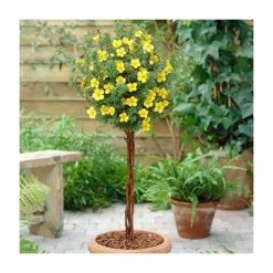 0.6-1.6ft Cinquefoil | Bare Root | Potentilla Fruticosa