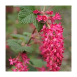 0.6-1.6ft 'King Edward VII' Flowering Currant | Bare Root | Ribes Sanguineum