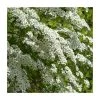 0.6-1.6ft Bridal Wreath | Bare Root | Spiraea Vanhouttei -FruitSprout Shop TR1316 main image 7e70
