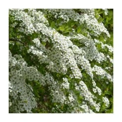 0.6-1.6ft Bridal Wreath | Bare Root | Spiraea Vanhouttei