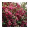0.6-1.6ft Weigela 'Bristol Ruby' | Bare Root
