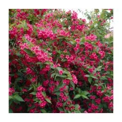 0.6-1.6ft Weigela 'Bristol Ruby' | Bare Root