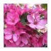 Malus 'Pink Glow' | Crab Apple Tree | Bare Root | 110-140cm -FruitSprout Shop TR1324 main image 54f5