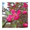 Malus 'Royal Beauty' | Purple Weeping Crab Apple Tree | Bare Root | 110-140cm -FruitSprout Shop TR1325 main image f431