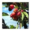 Malus 'Snowcloud' | Double Flowering Crab Apple Tree | Bare Root | 110-140cm 2 Malus 'Snowcloud' | Double Flowering Crab Apple Tree | Bare Root | 110-140cm -FruitSprout Shop TR1326 main image 9eac