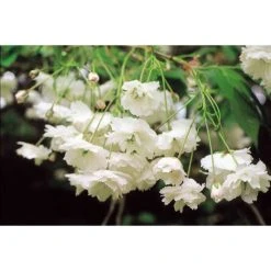 Prunus avium 'Plena' | Cherry Blossom Tree -FruitSprout Shop TR1328 add image 1 c75b