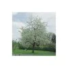 Prunus avium 'Plena' | Cherry Blossom Tree -FruitSprout Shop TR1328 main image bcd4