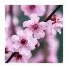 Prunus × blireana | Flowering Plum Tree | Bare Root | 110-140cm -FruitSprout Shop TR1329 main image 85e3