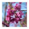 Prunus 'Collingwood Ingram' | Cherry Blossom Tree | Bare Root | 110-140cm -FruitSprout Shop TR1330 main image 14e0