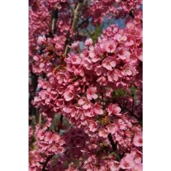 Prunus 'Kursar' | Cherry Blossom Tree -FruitSprout Shop TR1331 add image 2 4ce4