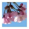 Prunus 'Pink Shell' | Cherry Blossom Tree | Bare Root | 110-140cm -FruitSprout Shop TR1332 main image 3fcb