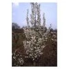 Prunus 'Snow Goose' | Cherry Blossom Tree -FruitSprout Shop TR1334 main image ec7a