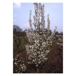 Prunus 'Snow Goose' | Cherry Blossom Tree