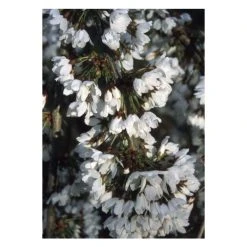 Prunus 'Snow Showers' | Cherry Blossom Tree