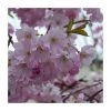 Prunus 'Spire' | Upright Cherry Blossom Tree | Bare Root | 110-140cm -FruitSprout Shop TR1336 main image 1ba4