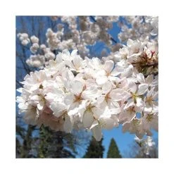 Prunus yedoensis 'Shidare Yoshino' | Cherry Blossom Tree -FruitSprout Shop TR1339 add image 4 5161