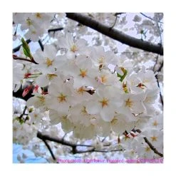 Prunus yedoensis 'Shidare Yoshino' | Cherry Blossom Tree -FruitSprout Shop TR1339 add image 5 68c0