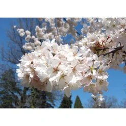 Prunus yedoensis 'Shidare Yoshino' | Cherry Blossom Tree -FruitSprout Shop TR1339 add image 6 2428