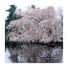 Prunus yedoensis 'Shidare Yoshino' | Cherry Blossom Tree -FruitSprout Shop TR1339 main image 1c69