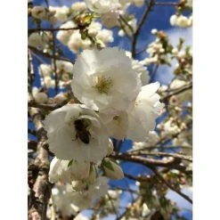 Prunus 'Shirotae' | Cherry Blossom Tree 8 Prunus 'Shirotae' | Cherry Blossom Tree -FruitSprout Shop TR1340 add image 1 babe