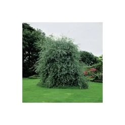 Pyrus salicifolia 'Pendula' Tree | Weeping Silver Pear Tree | Bare Root | 110-140cm -FruitSprout Shop TR1341 add image 2 3fed