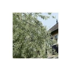 Pyrus salicifolia 'Pendula' Tree | Weeping Silver Pear Tree | Bare Root | 110-140cm -FruitSprout Shop TR1341 add image 3 4cca