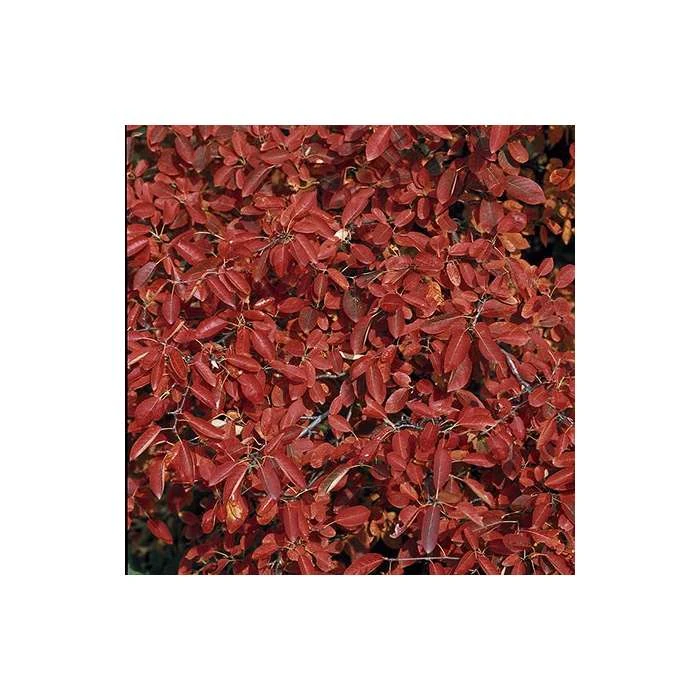 Bare Root Sales Shop -FruitSprout Shop TR1344 add image 1 b3a3