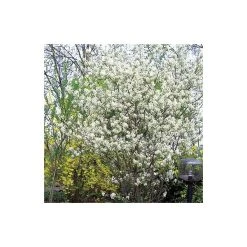 Amelanchier canadensis | Serviceberry Tree | Bare Root | 110-140cm -FruitSprout Shop TR1344 add image 2 9567